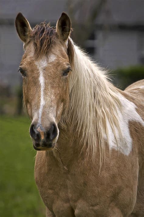 We just had to share this with you Sue and her lovely mare 